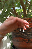 Cosmic Knowing Opal Goldfilled Ear Threaders